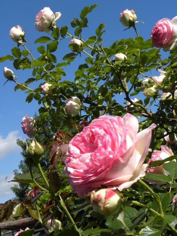 Entre Cour Et Jardin Hotell Châlons-en-Champagne Eksteriør bilde